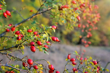 Rosehip Oil: Uses & Health Benefits in Skin Care